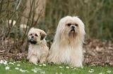 LHASSA APSO 200